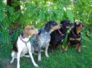 coondog2.jpg